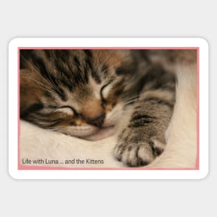 Funny Cats and Cute Kittens Sticker